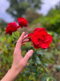 Close-up of hand holding red rose