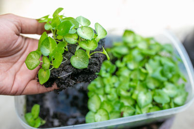 Close-up of hand holding potted plant