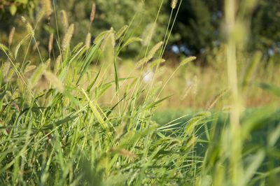 Close-up of wheat growing on field