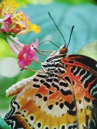 Close-up of butterfly pollinating on flower