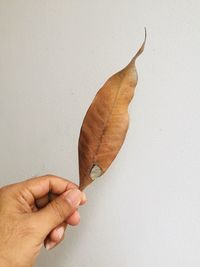 Close-up of person holding hand against white wall