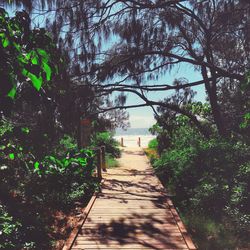 Walkway amidst trees
