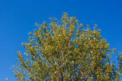 Low angle view of flowering plant against clear blue sky