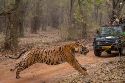 Tiger in forest