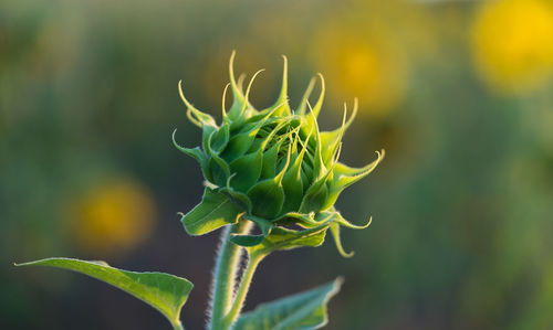 Close-up of green plant