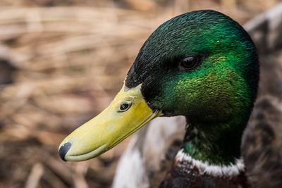 Close-up of duck