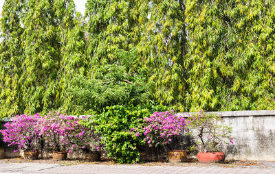 Purple flowering plants in park