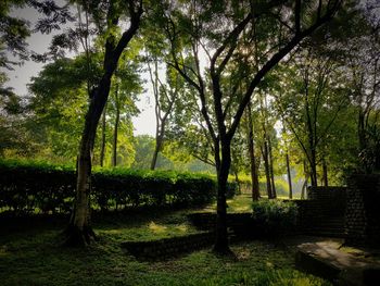 Trees in forest