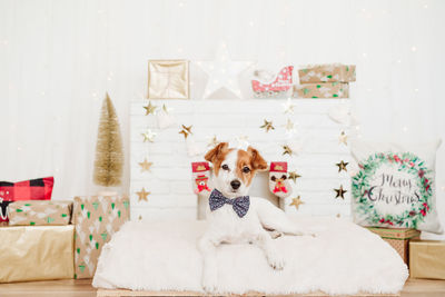 Jack russell dog sitting on cushion over christmas decoration at home or studio. dog wearing bow tie