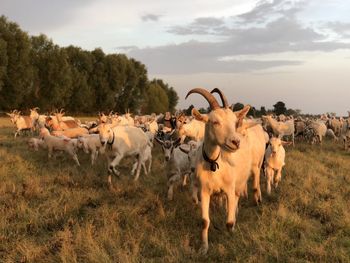 Sheep on field