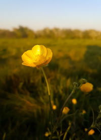 Close-up of yellow flower on field