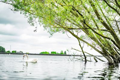 View of birds in lake against sky