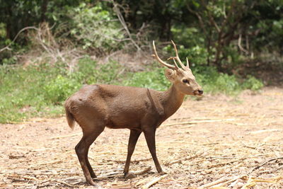 Deer standing on field