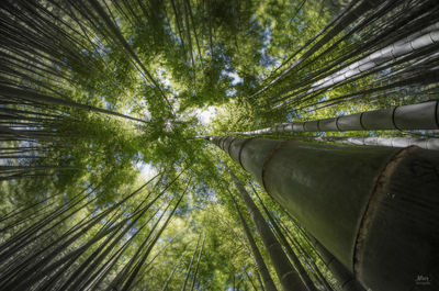 Low angle view of bamboo trees in forest