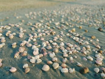 Close-up of shells on beach