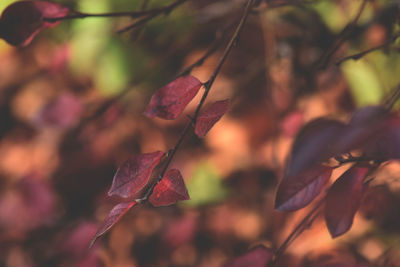 Close-up of autumn leaves
