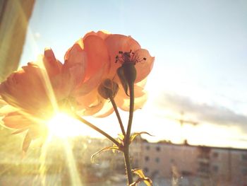 Close-up of orange flowers blooming against sky