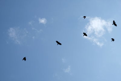 Low angle view of birds flying in sky