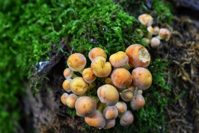 High angle view of mushrooms growing on field