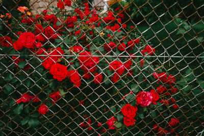 High angle view of red rose on fence