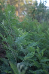 Close-up of green leaves on plant in forest