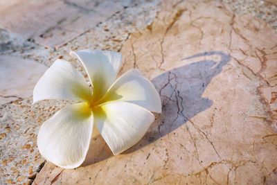 Close-up of white frangipani on floor