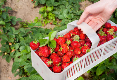 Close-up of hand holding strawberries