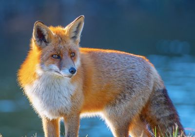 Fox enjoying the evening sun