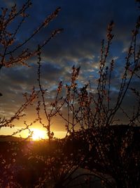 Low angle view of silhouette trees against sky during sunset