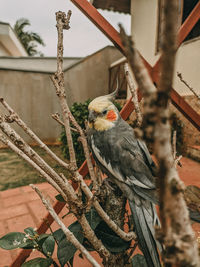 Low angle view of bird perching on branch