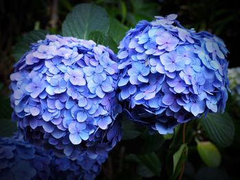 Close-up of purple hydrangea blooming outdoors