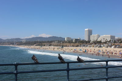 View of birds in city at waterfront