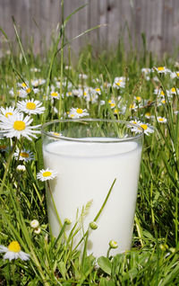 Close up of glass cow milk on spring green grass with daisies flowers