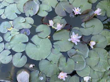 High angle view of lotus water lily in lake