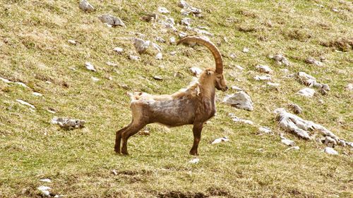 View of a horse on field