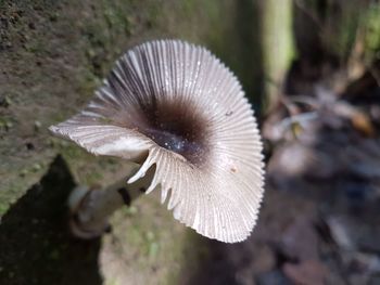 Close-up of mushroom growing on field