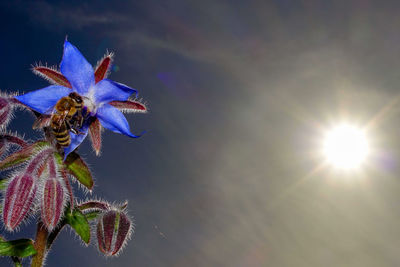 Low angle view of purple flowering plant against sky on sunny day