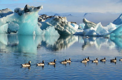 Birds swimming in sea against glacier