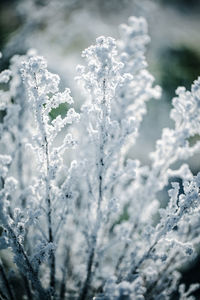 frost