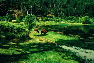 Grass growing in park