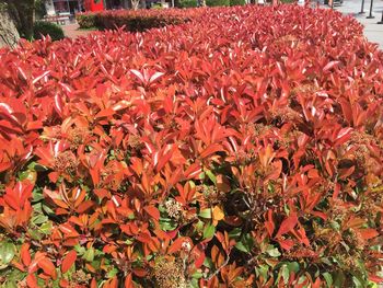 Close-up of red flowers