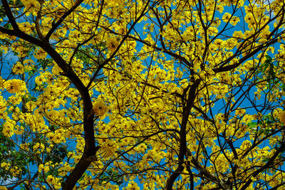 Low angle view of tree during autumn