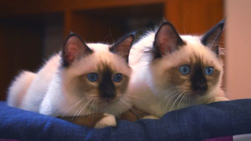 Close-up portrait of cat with kitten at home