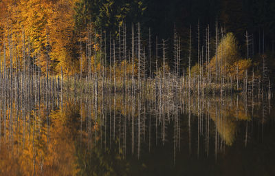 Scenic view of lake in forest during autumn