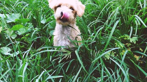 Dog standing on grass