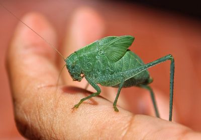 Close-up of insect on hand