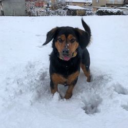 Portrait of dog standing on snow field during winter