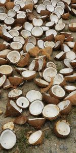 High angle view of mushrooms growing on log
