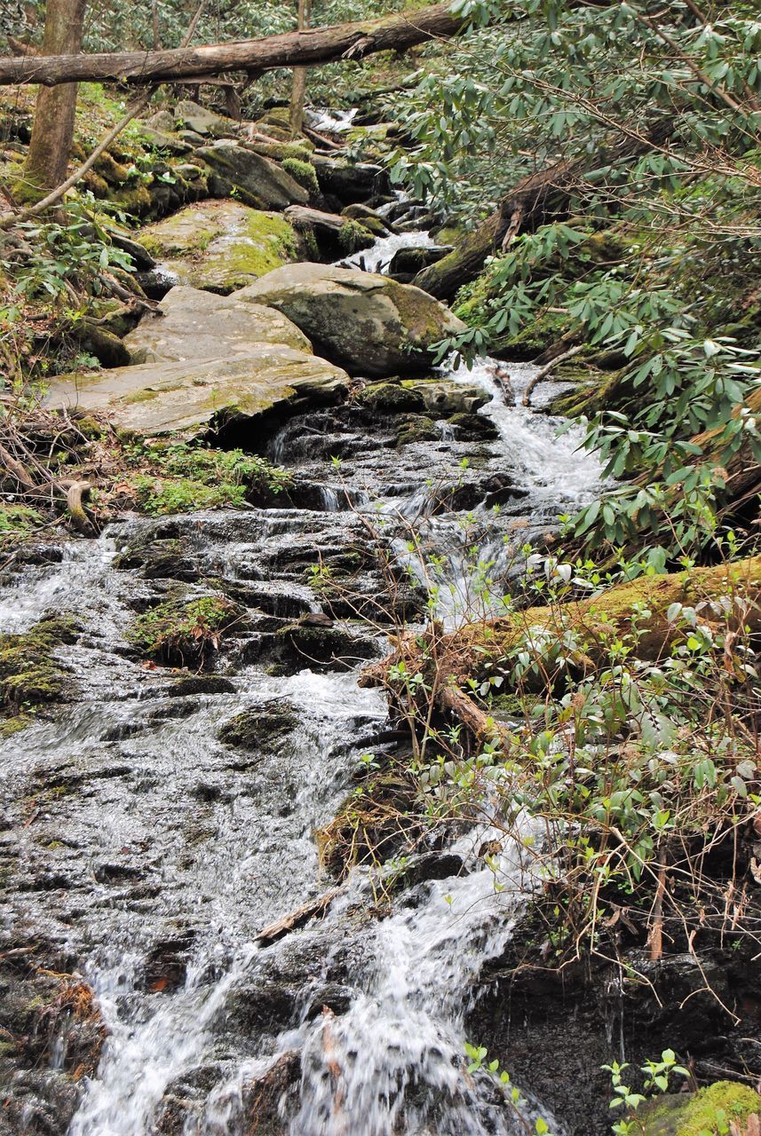 STREAM FLOWING IN FOREST