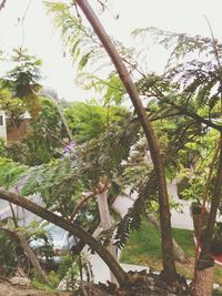 Plants growing on a tree